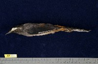 藏品(白耳畫眉)的圖片